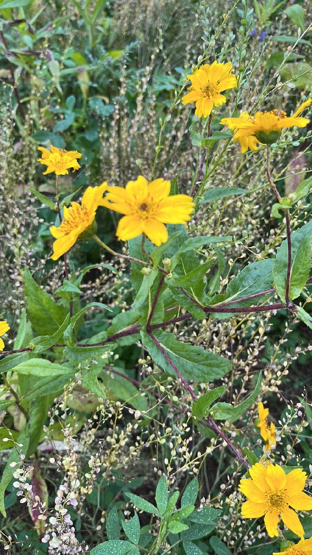Discover the Meaning and Charm of the Elegant Niger Flower
