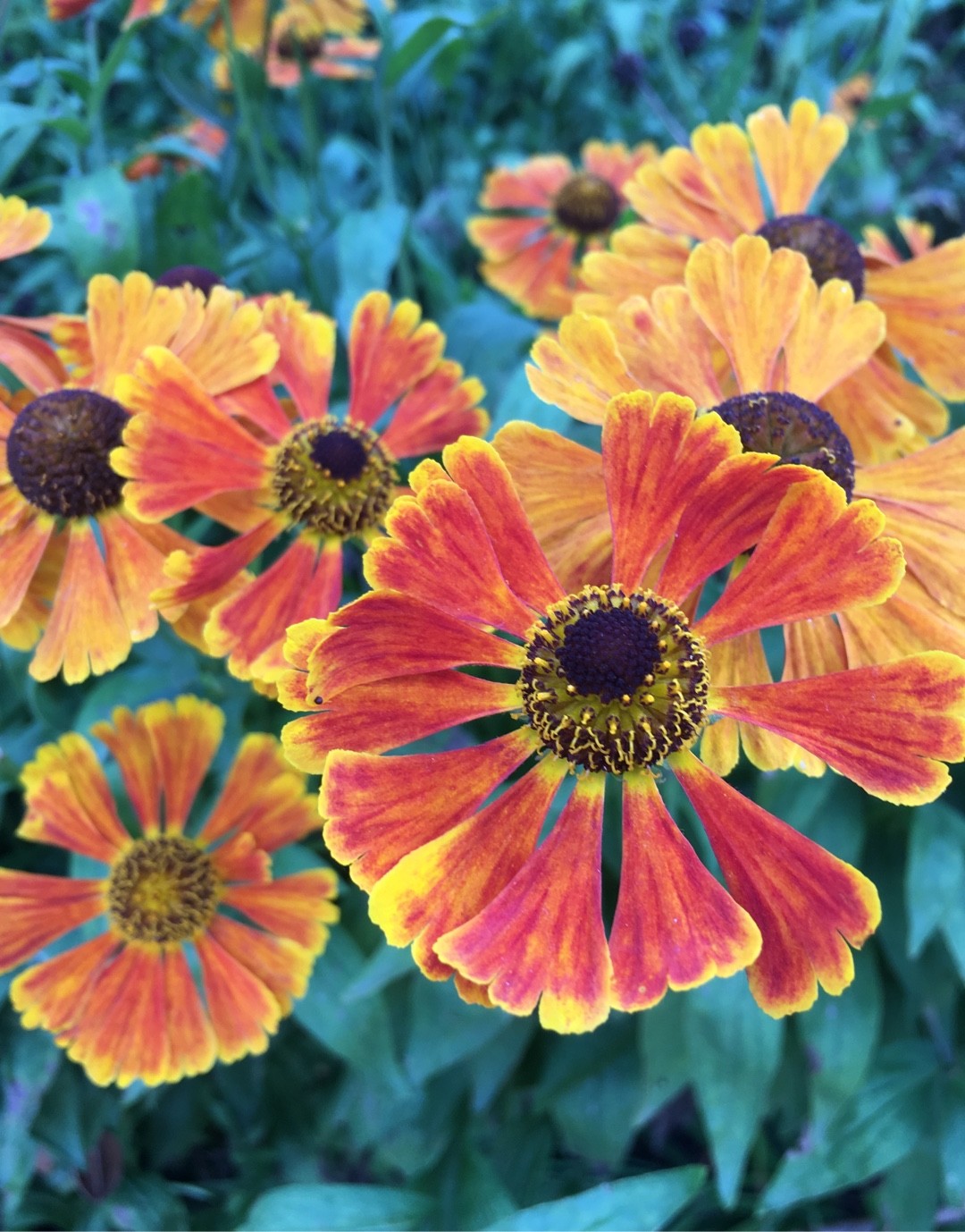 Helenium × autumnale 'Feuersiegel' - PictureThis