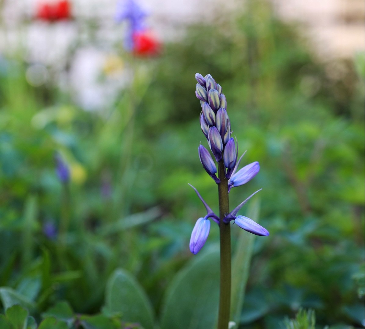 Scilla Verna 花言葉 学名 よくある質問 Picturethis