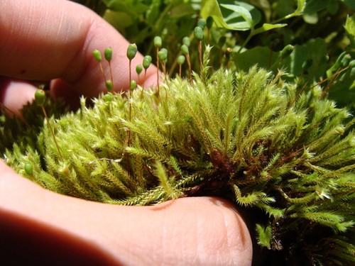 澤苔屬 Philonotis 照顧 繁殖 開花時間 Picturethis