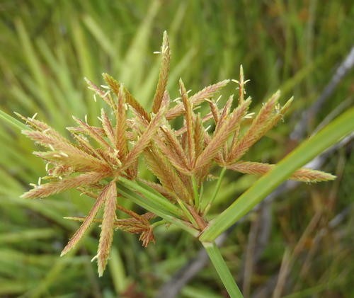 Cyperus sphaerospermus PictureThis