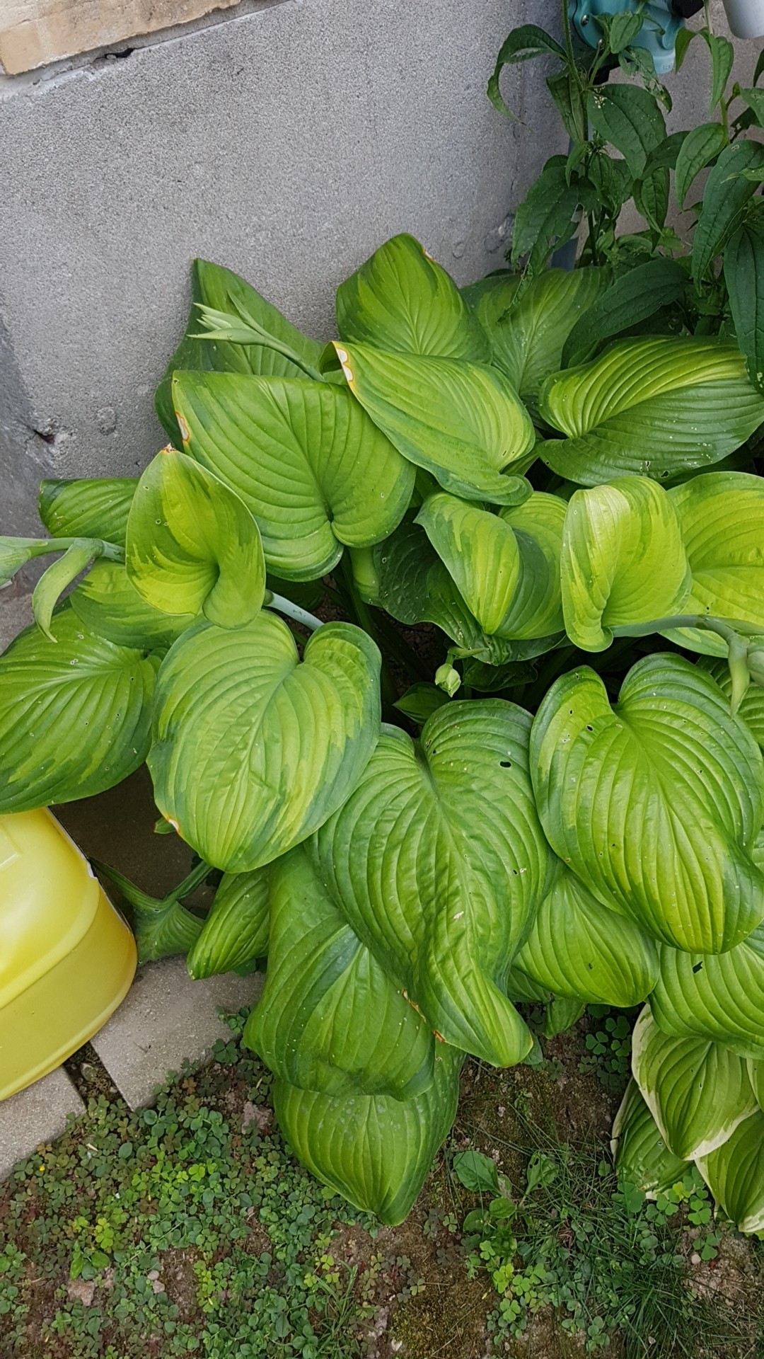 Hosta 'Guacamole' (Hosta 'Guacamole') PictureThis