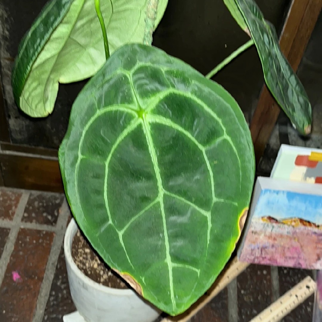 アンスリウム属 (Anthurium) - PictureThis アンスリウム属 (Anthurium) - PictureThis