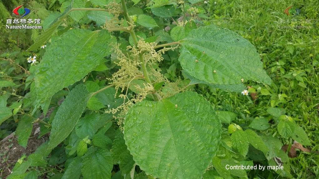 모시풀 (Boehmeria nivea) - PictureThis
