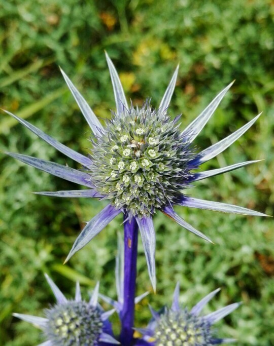 Eryngium bourgatii PictureThis