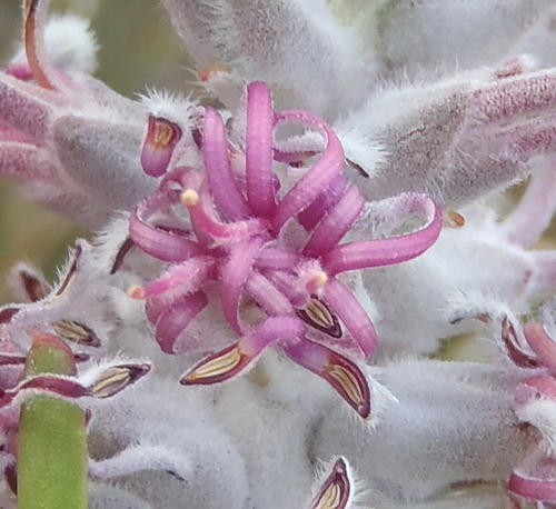 Paranomus PictureThis