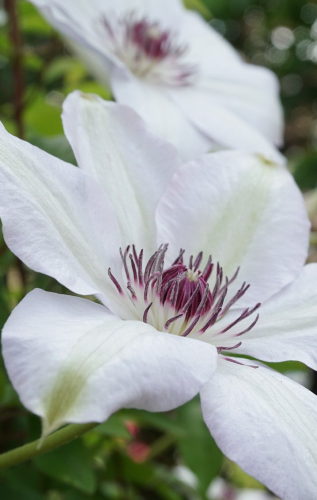 Clematis 'Henryi' PictureThis