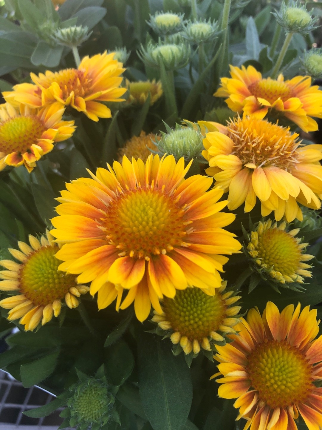 Gaillardia × grandiflora 'Mesa Peach' 花言葉，学名，よくある質問 PictureThis