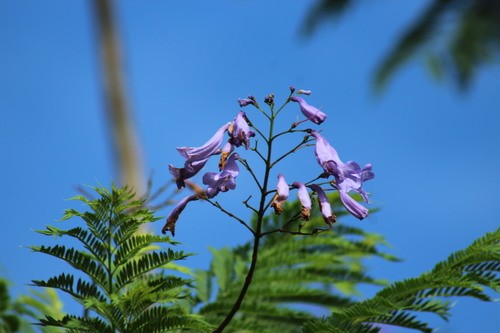 Jacaranda Acutifolia 花言葉 学名 よくある質問 Picturethis Jacaranda Acutifolia 花言葉 学名 よくある質問 Picturethis
