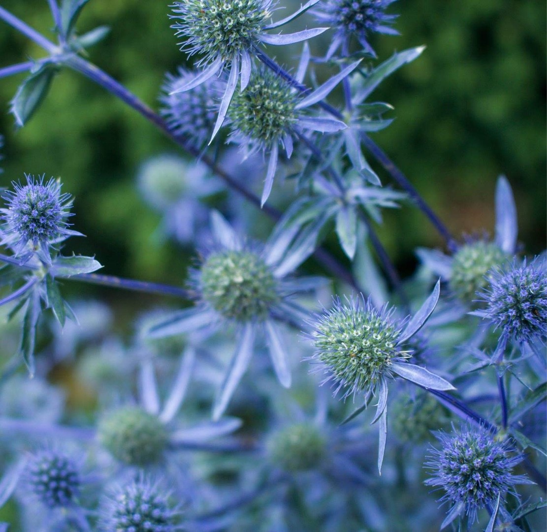 Eryngium planum 'Blue Cap' PictureThis