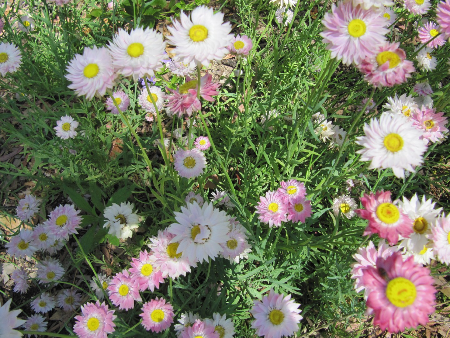 Rhodanthe Chlorocephala 花言葉 毒性 よくある質問 Picturethis