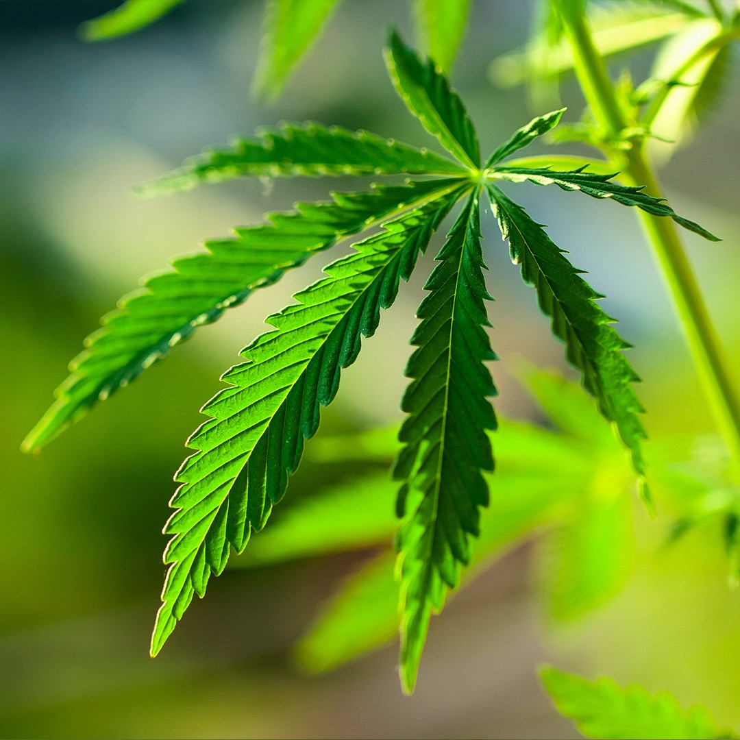 Конопля информация о растении курить марихуану раз в неделю