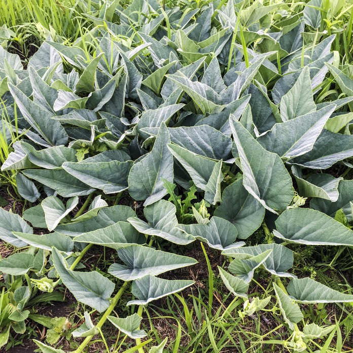 キュカービタ フォエチディシシマ Cucurbita Foetidissima 花言葉 学名 よくある質問 Picturethis キュカービタ フォエチディシシマ Cucurbita Foetidissima 花言葉 学名 よくある質問 Picturethis