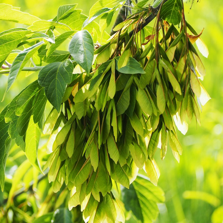 Eschen-ahorn (Acer negundo)