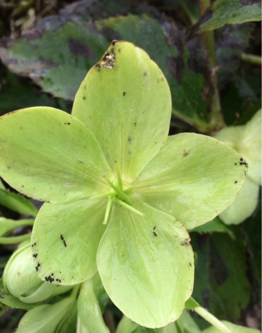 Helleborus viridis PictureThis