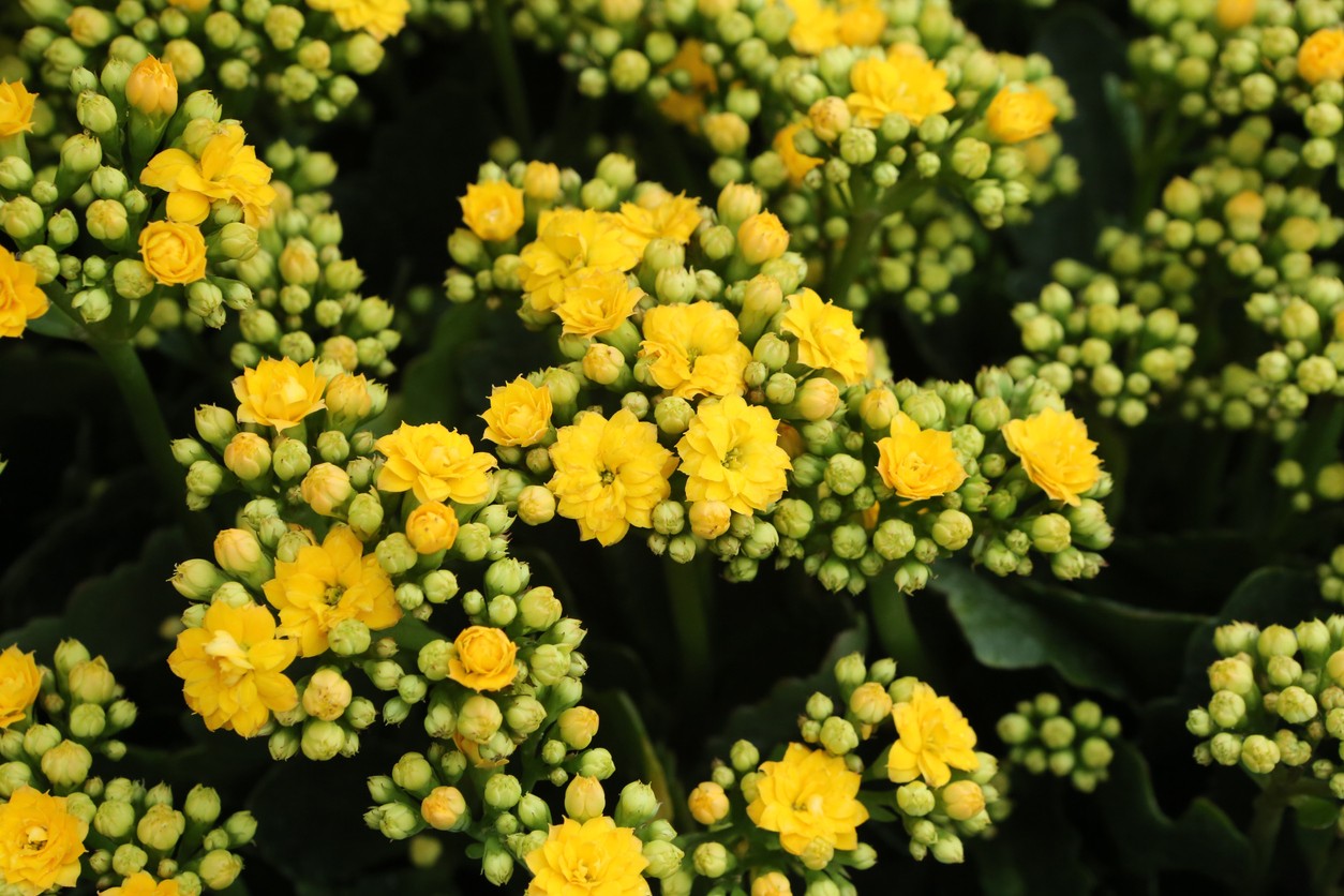 Kalanchoe Kalanchoe Picturethis