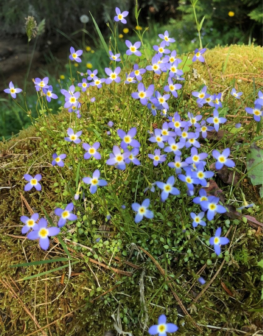 Thymeleaf bluet (Houstonia serpyllifolia) Flower, Leaf, Uses PictureThis