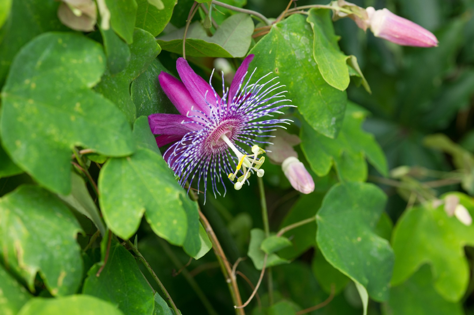 Passiflora 'Pura Vida' PictureThis