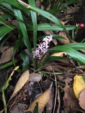 キチジョウソウ 吉祥草 Reineckea Carnea 花言葉 学名 よくある質問 Picturethis