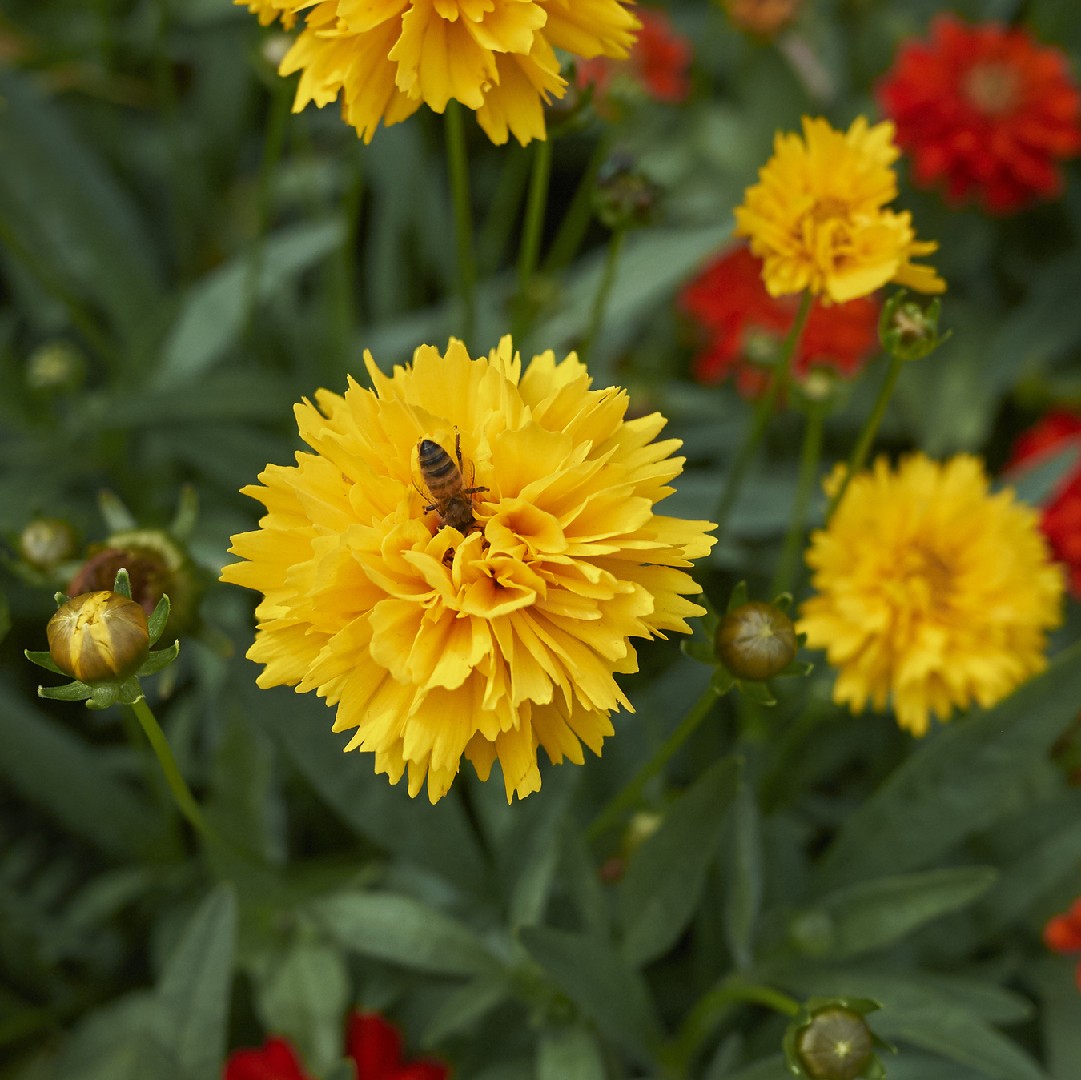 Coreopsis Grandiflora 花言葉 学名 よくある質問 Picturethis