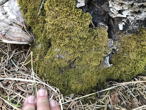 Hypnum revolutum PictureThis
