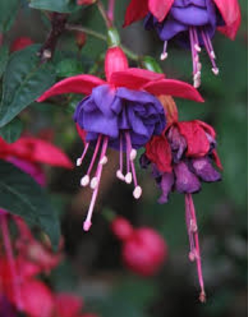 Fuchsia Maori Maid 花言葉 学名 よくある質問 Picturethis