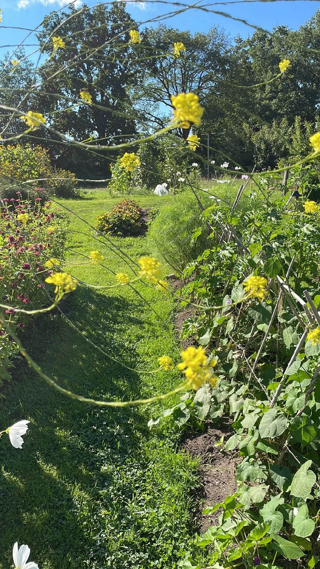 黒ガラシ（クロガラシ）の花言葉とその文化的な意義について知ろう