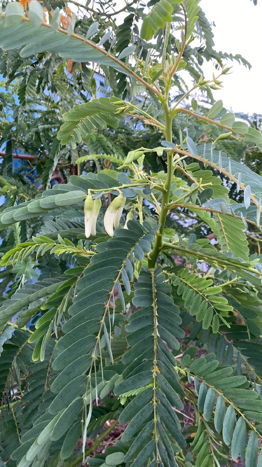 벌새나무의 꽃말과 의미: 아름다움의 상징