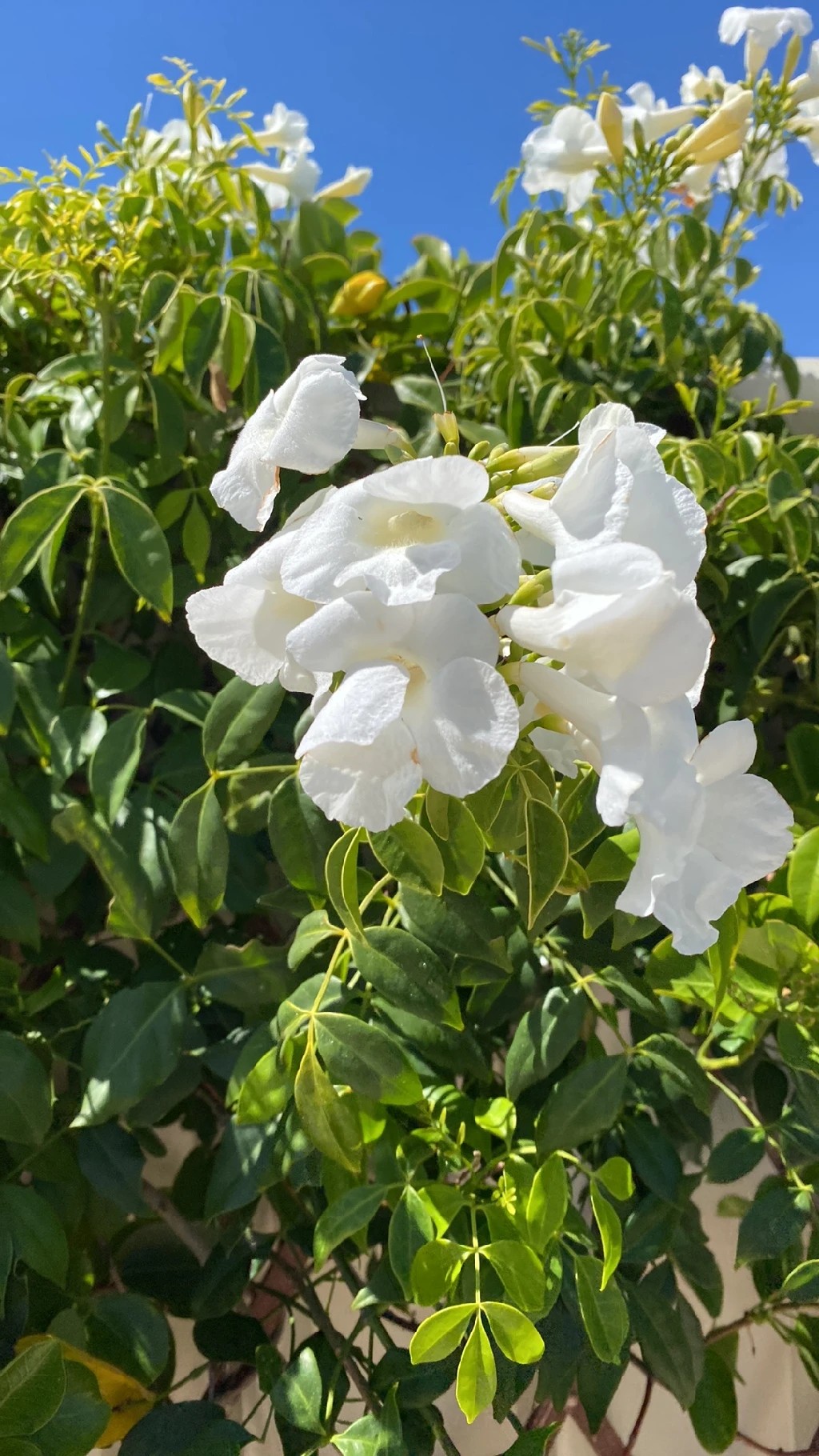 ソケイノウゼン（素馨凌霄）の花言葉と文化的意義