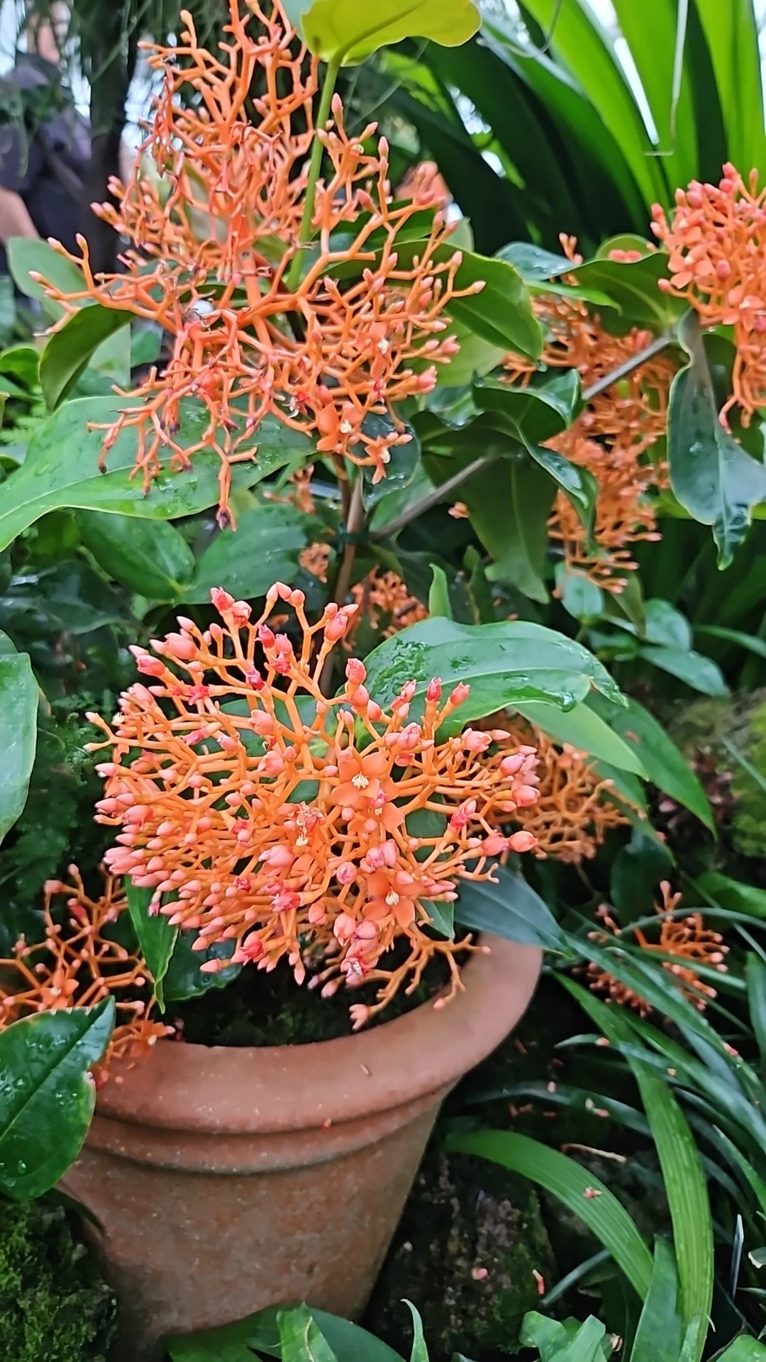 珊瑚　花？ 珊瑚花｜EGGSEED