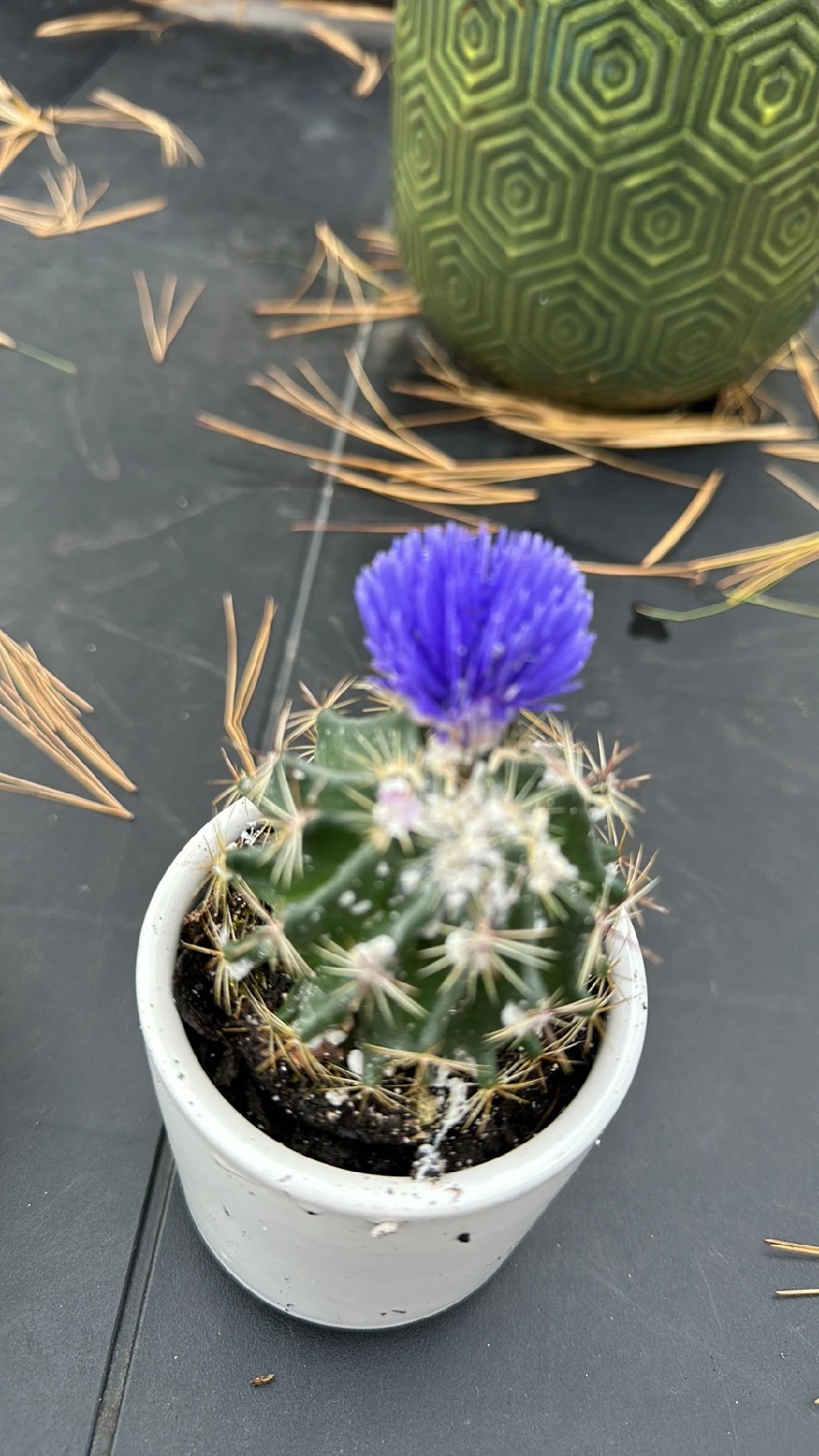 サボテン　般若　ハンニャ ハンニャ（般若）の育て方・栽培方法