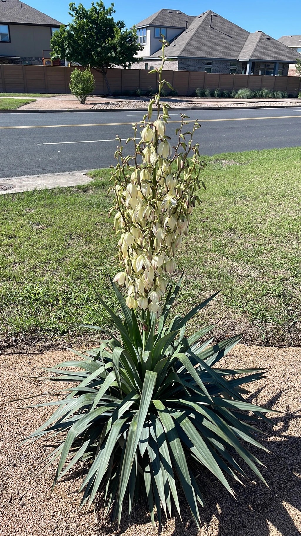 アツバキミガヨラン（厚葉君が代蘭）の花言葉とその文化的意義