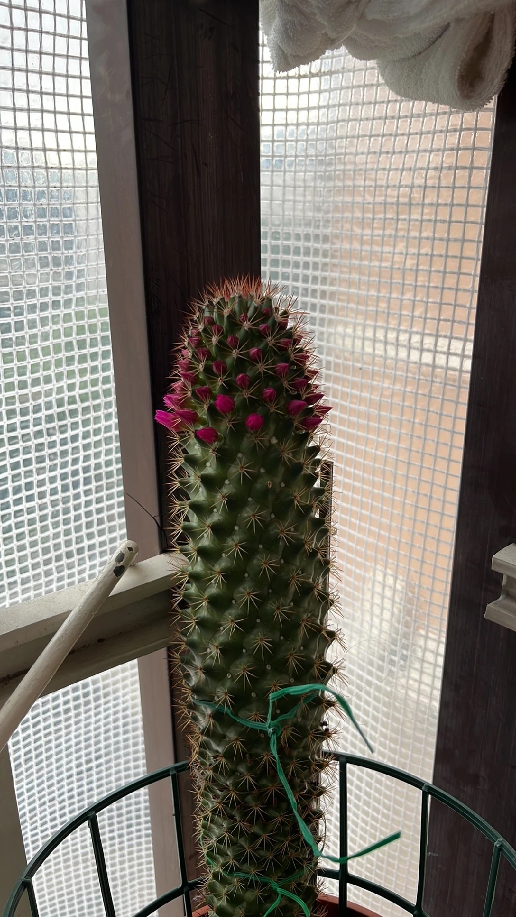 Discover the Symbolism and Beauty of the Spiny Pincushion Cactus