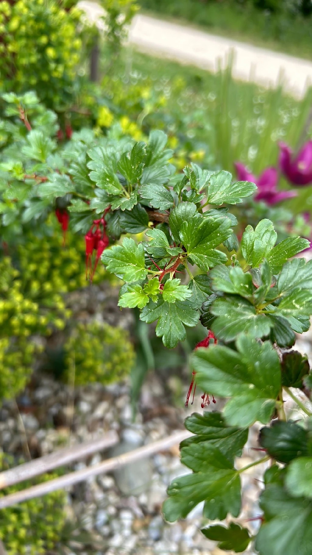Exploring the Charm and Symbolism of the Fuchsia-Flowered Gooseberry