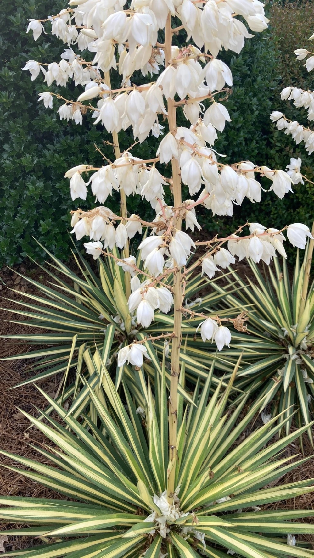 アツバキミガヨラン（厚葉君が代蘭）の花言葉とその文化的意義