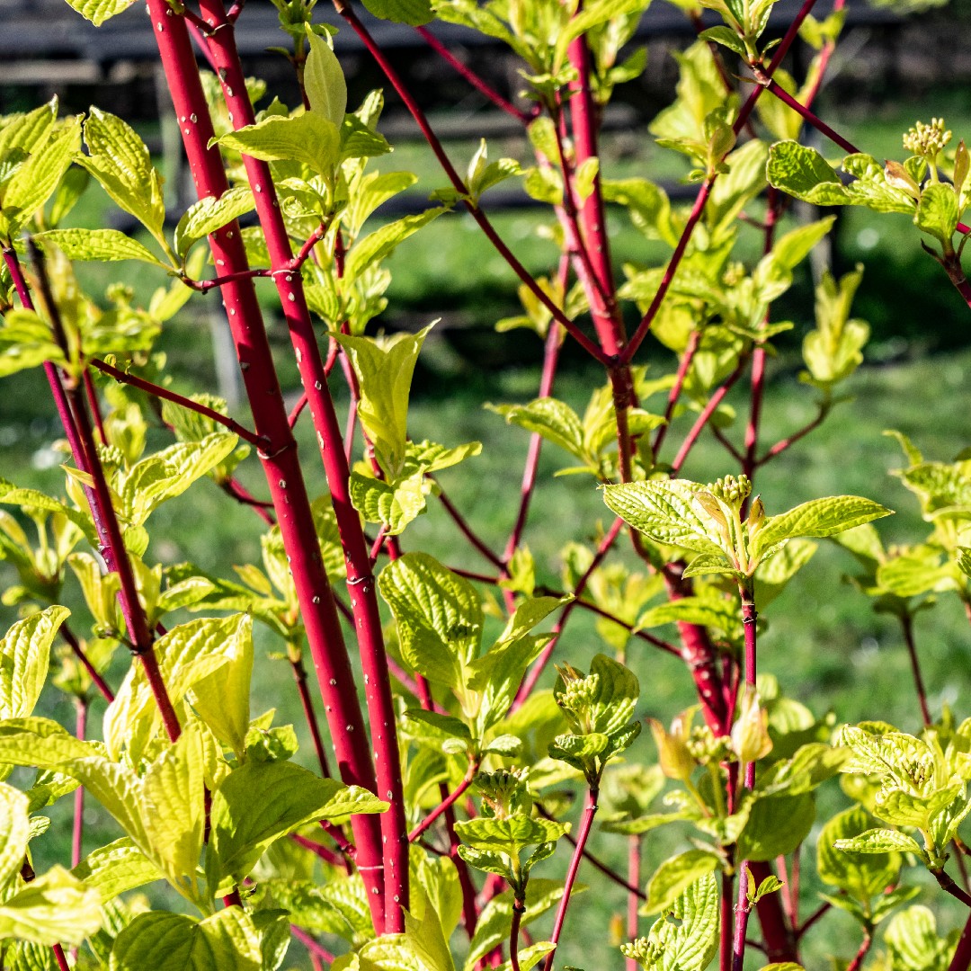 Tatarischer Hartriegel (Cornus alba) PictureThis