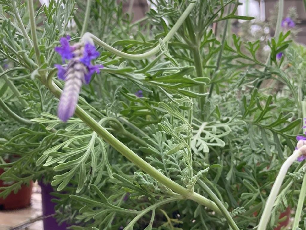 Why Your Fernleaf lavender (Lavandula pinnata) Won't Bloom and How to Fix It