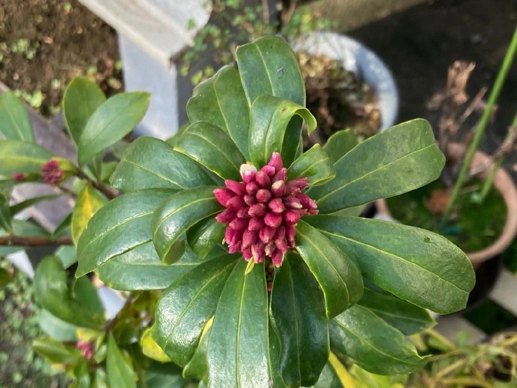 ジンチョウゲ（沈丁花）が咲かないのはなぜ？一般的な要因と解決策