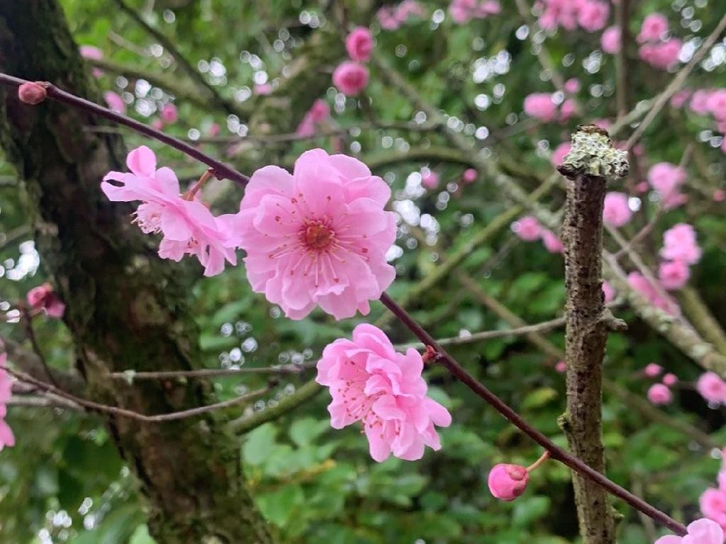 モモ（桃）の木が花を咲かせない理由：Prunus persicaのためのトラブル