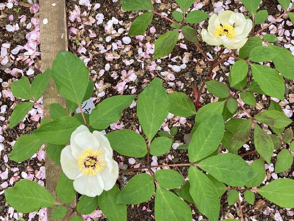 ベニバナヤマシャクヤク（紅花山芍薬）が咲かない理由：トラブル