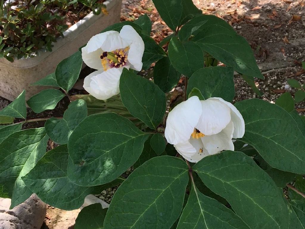 ベニバナヤマシャクヤク（紅花山芍薬）が咲かない理由：トラブル