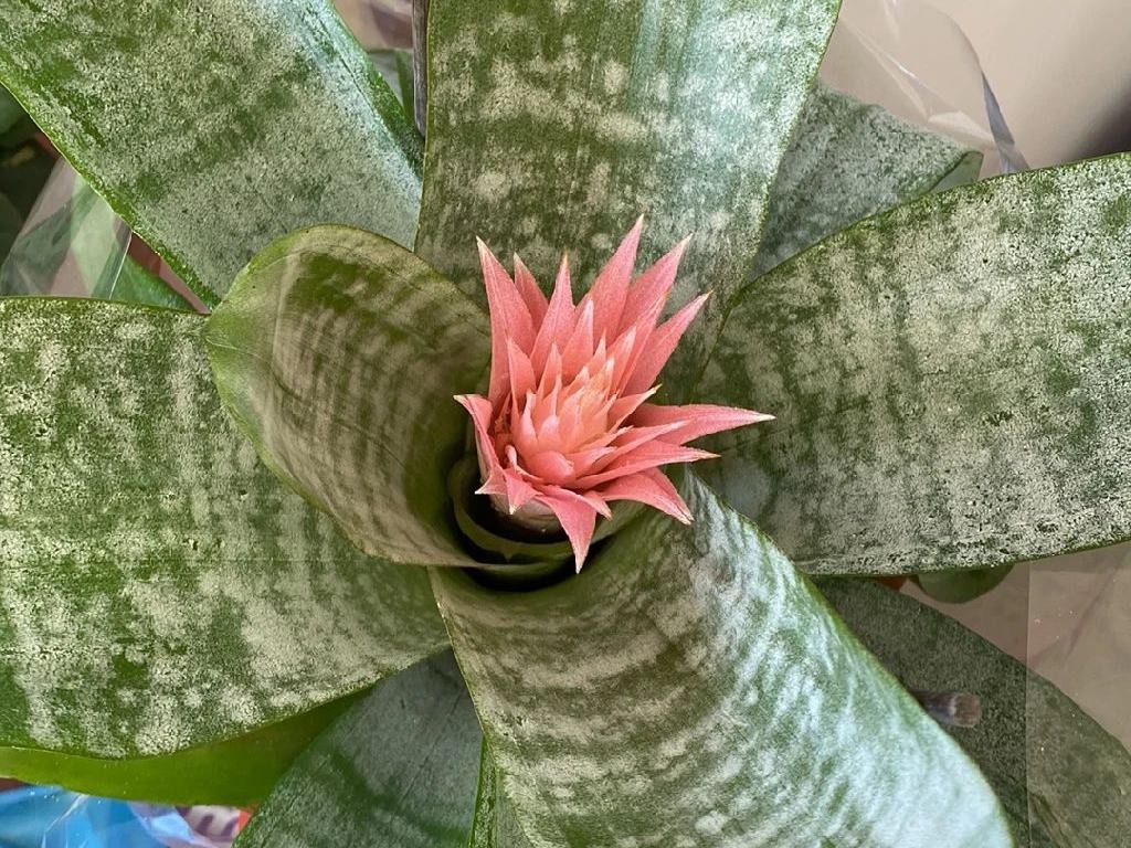 Why Your Urn plant Won't Bloom: Essential Care Tips for Aechmea fasciata