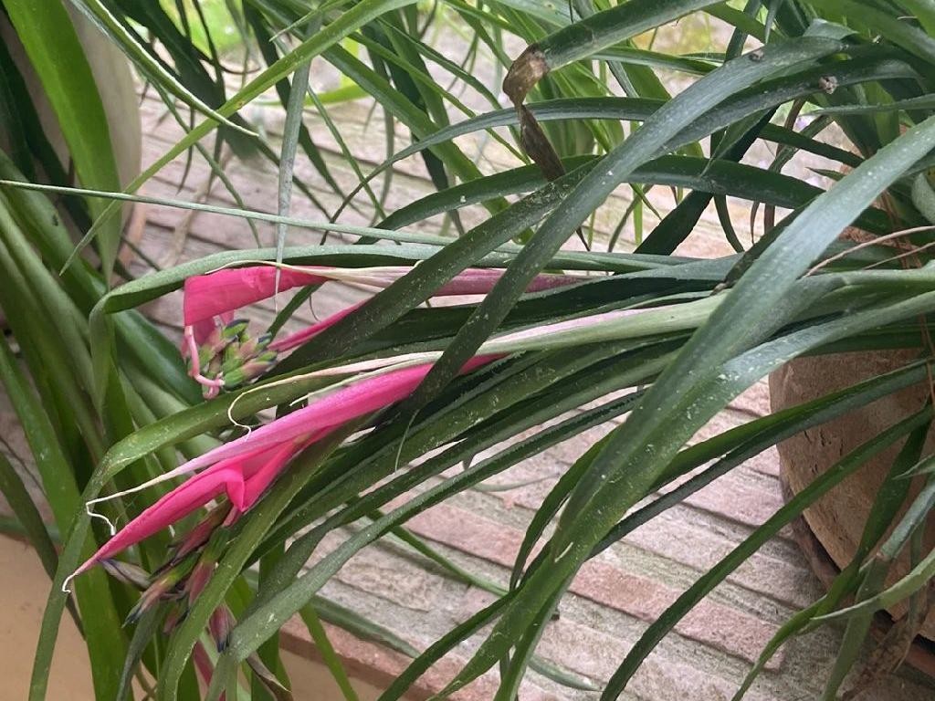 ヨウラクツツアナナス（瓔珞筒アナナス）が花を咲かせない理由