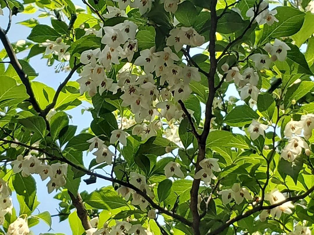 ❤天候に左右されない❣害虫被害が多い植物の育成にも超最適♪❤植物