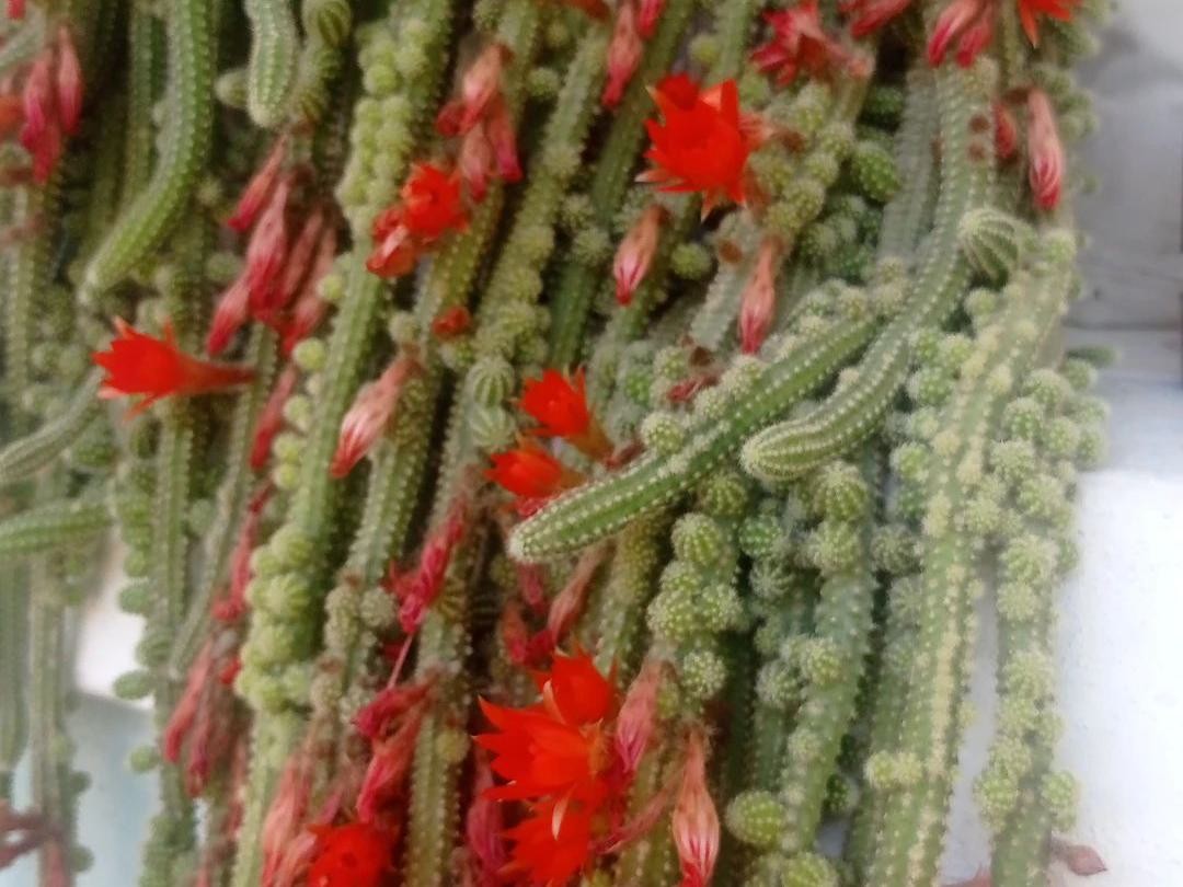 斑入り 白檀 ビャクダン サボテン 3 サボテン 白檀（ビャクダン）