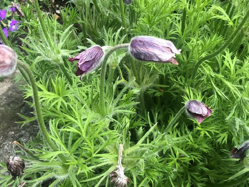 セイヨウオキナグサ（西洋翁草）（Pulsatilla vulgaris）が咲かない
