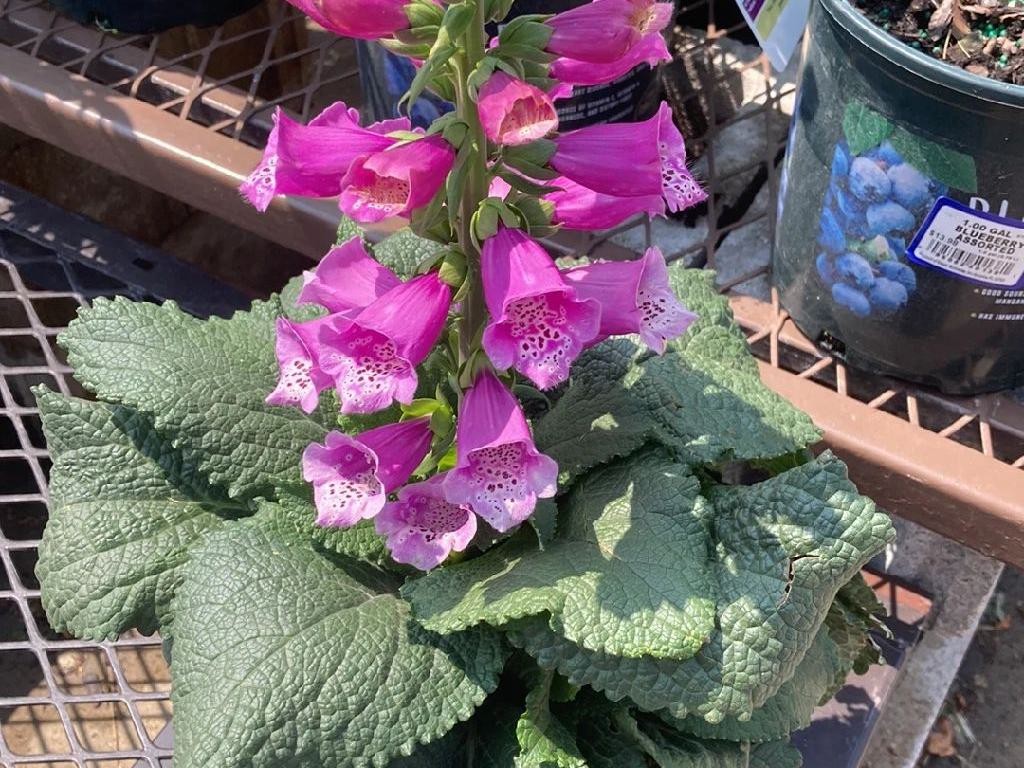 Por que seu Dedaleira não floresce: Soluções e dicas de cuidados, image size:1024x768