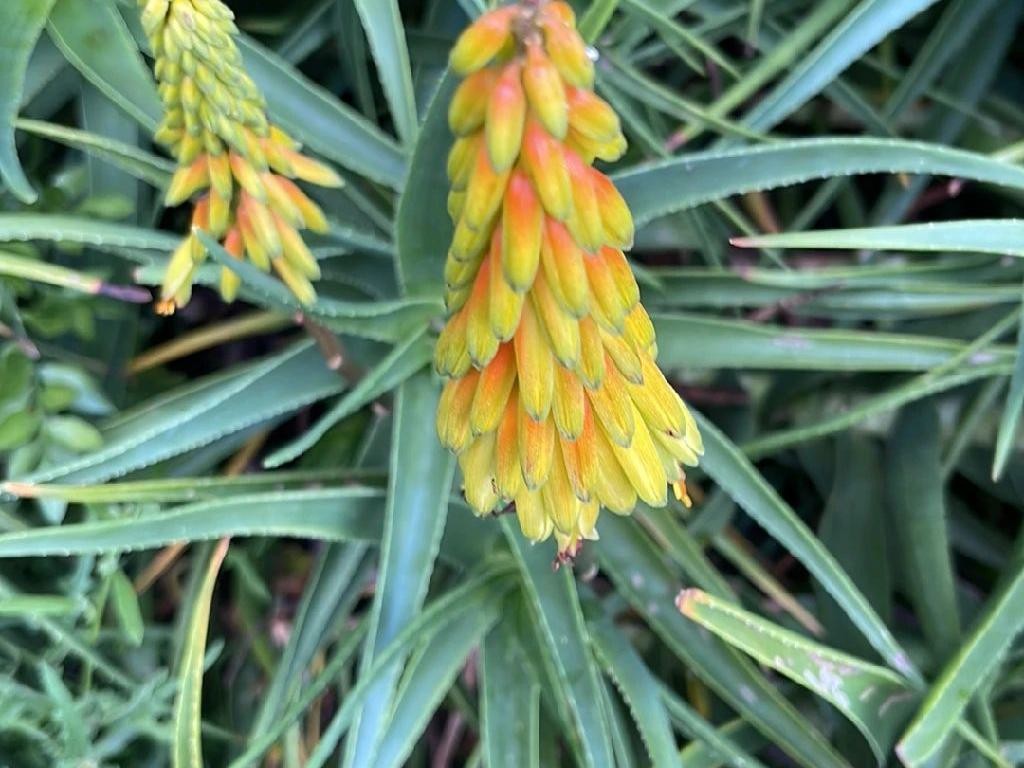 Warum blht mein Aloe striatula nicht? Verstndnis fr Blhprobleme in Aloe  striatula