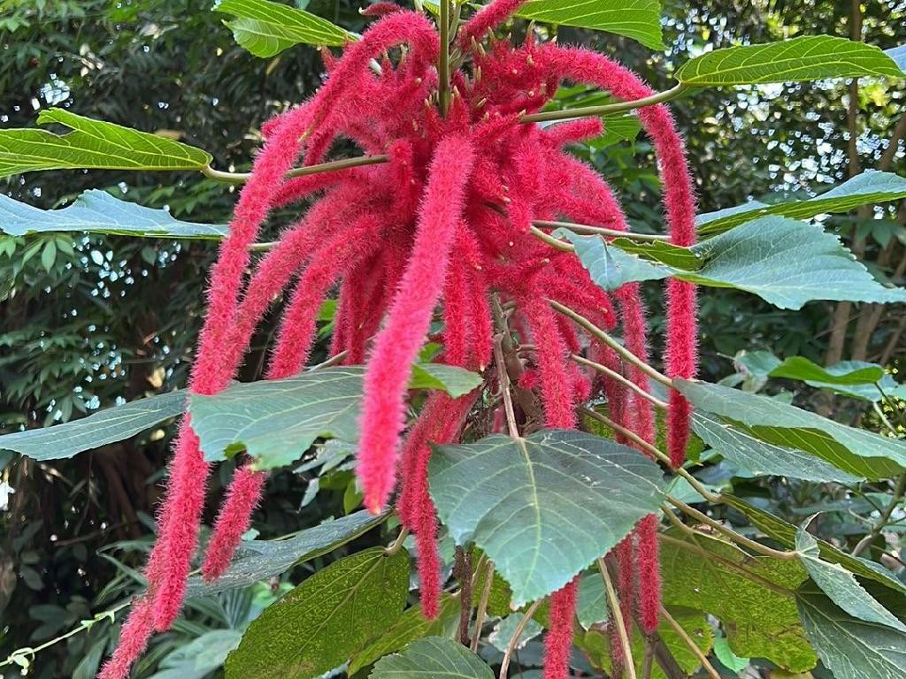 ベニヒモノキ（紅紐の木）が咲かないのはなぜ？Acalypha hispida