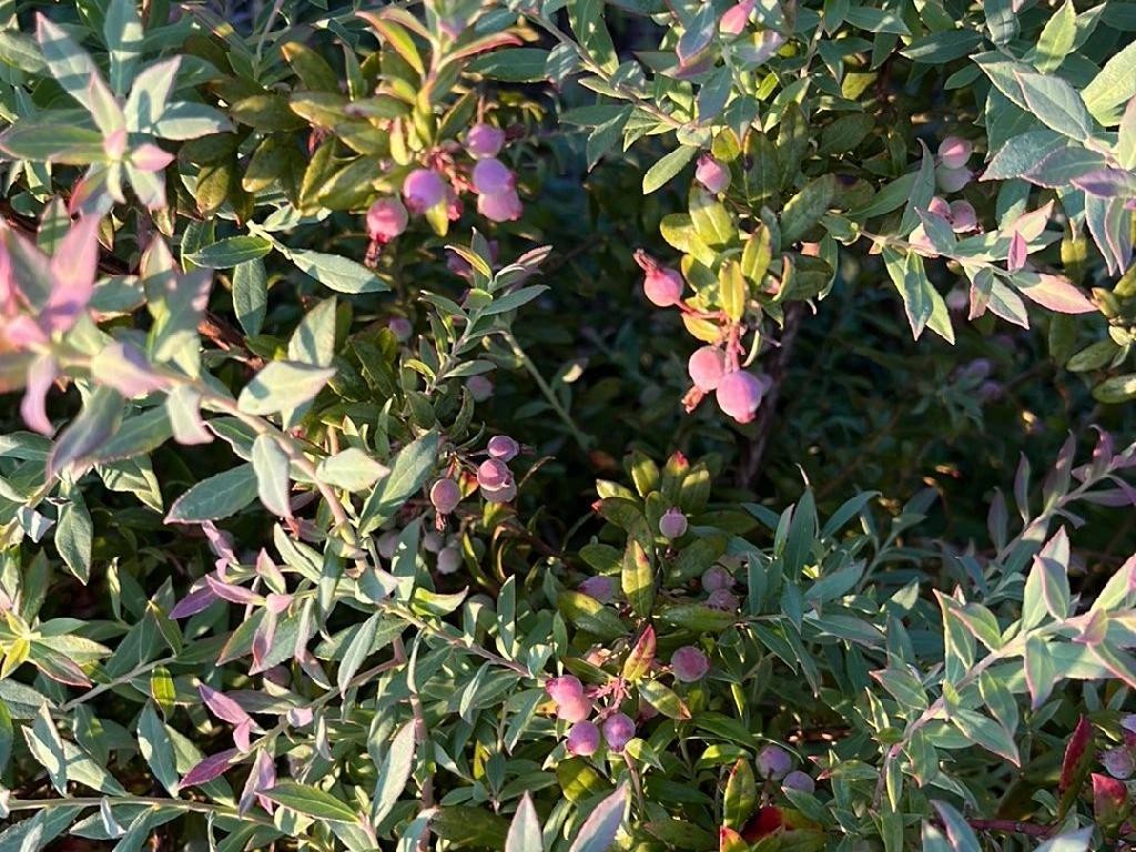 Why Won't My Darrow's Blueberry Bloom? Causes and Solutions